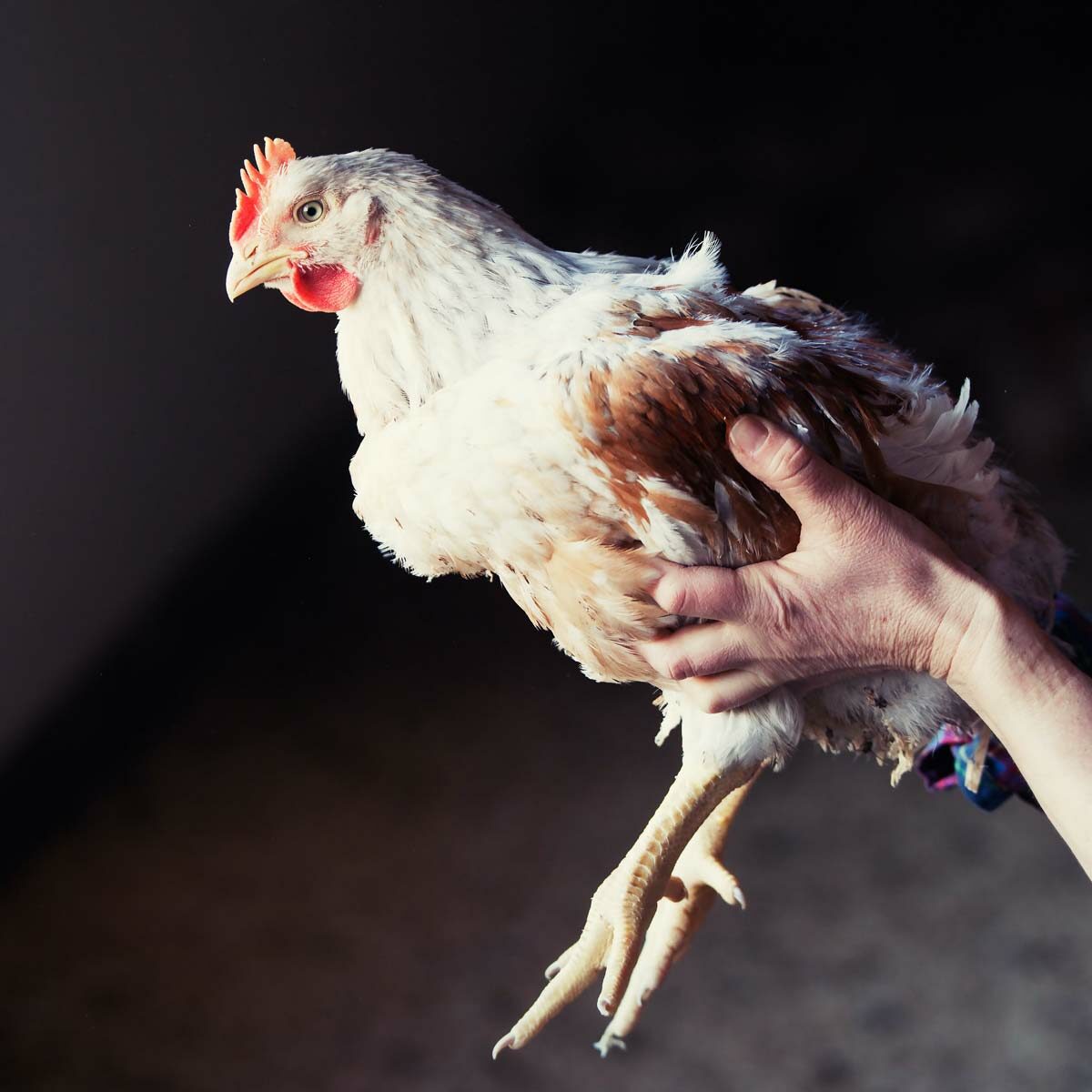 Kylling på Hovelsrud Gård